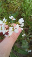 Cardamine dentata