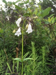 Penstemon multiflorus