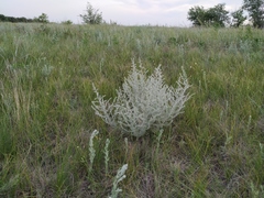 Artemisia fragrans