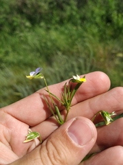 Viola hymettia