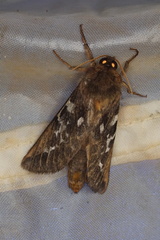 Oxycanus determinata