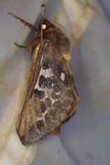 Oxycanus determinata