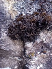 Lathagrium auriforme