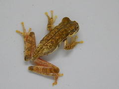 Charadrahyla juanitae