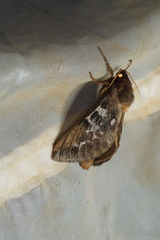 Oxycanus determinata