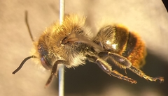 Osmia aurulenta