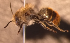Osmia aurulenta