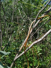 Cuscuta lupuliformis