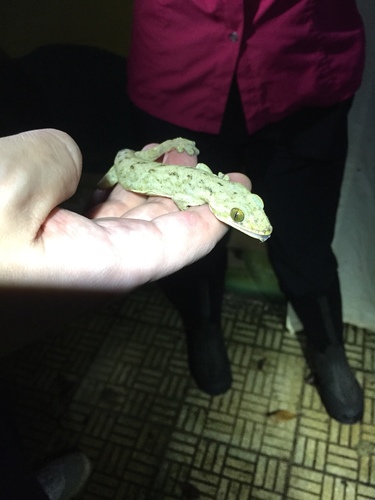 Thecadactylus rapicauda