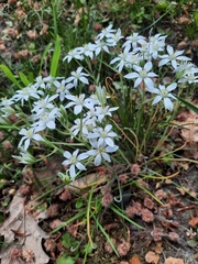 Ornithogalum orthophyllum