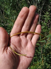 Cuscuta lupuliformis