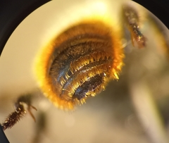 Osmia aurulenta