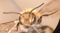 Osmia aurulenta