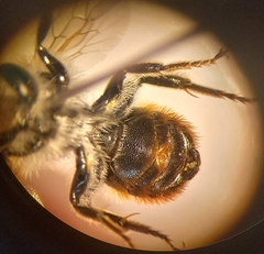 Osmia aurulenta