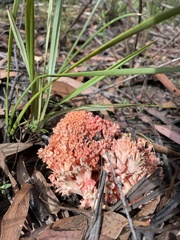 Ramaria capitata