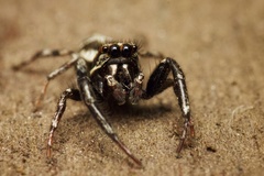 Salticinae