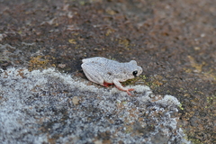 Hyperolius viridiflavus