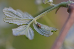 Longitarsus melanocephalus