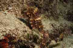 Hippocampus algiricus