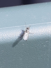 Diptera