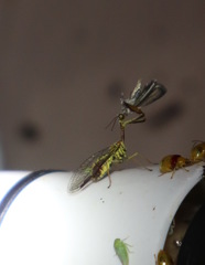 Spaminta minjerribae