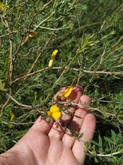Chamaecytisus borysthenicus