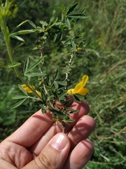 Chamaecytisus borysthenicus