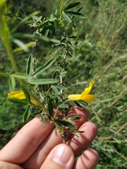 Chamaecytisus borysthenicus