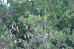 Pogoniulus pusillus