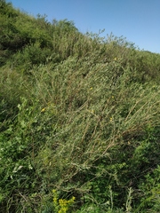 Chamaecytisus borysthenicus