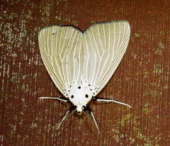 Neochera inops