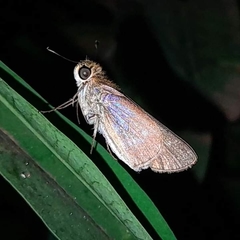 Panoquina lucas