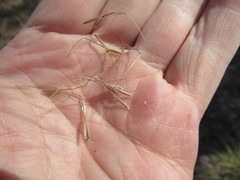 Achnatherum sibiricum