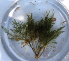 Bryopsis corticulans