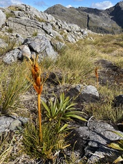 Aciphylla pinnatifida