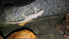Hemidactylus bowringii
