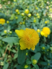 Hypericum hookerianum