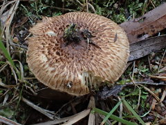 Inocybe calopedes