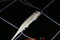 Trioceros bitaeniatus