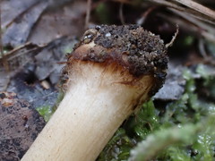 Inocybe calopedes