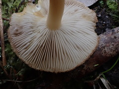 Inocybe calopedes