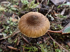 Inocybe calopedes