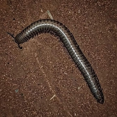 Paeromopodidae