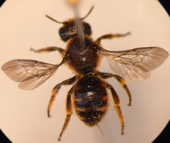 Osmia rufohirta