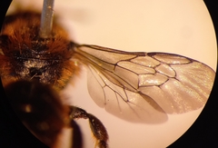Osmia rufohirta