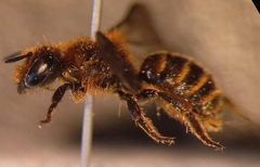Osmia rufohirta