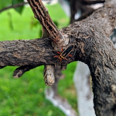 Stenomacra marginella