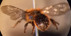 Osmia rufohirta