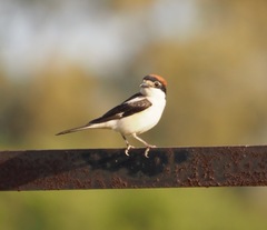 Lanius senator senator