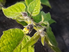 Physalis peruviana